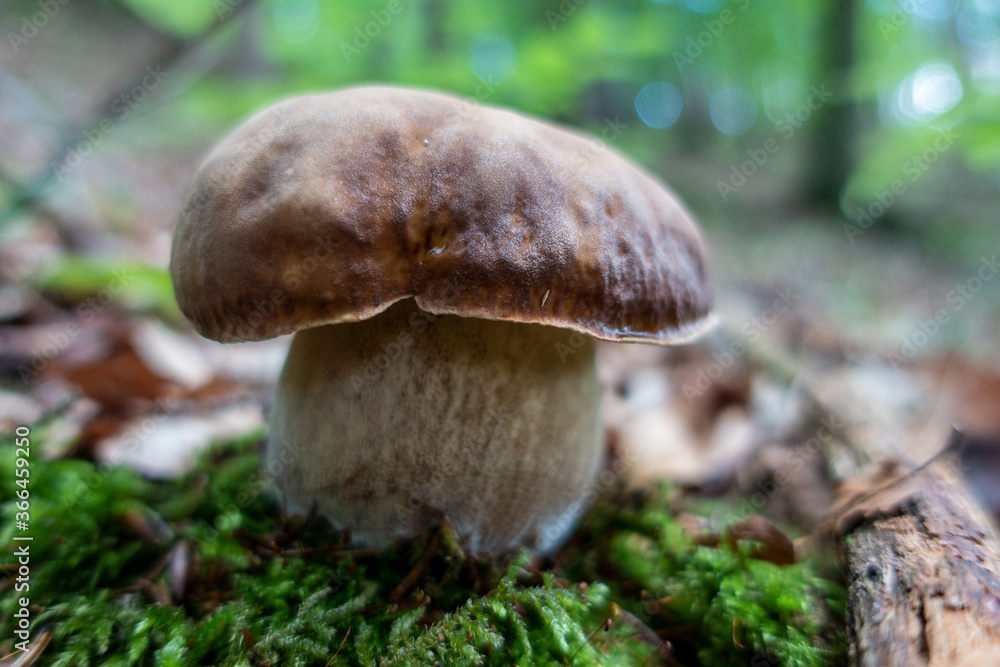 PORCINI . HERRENPILZ . STEINPILZ . BOLETUS EDULIS PORCINI . HERRENPILZ . STEINPILZ . BOLETUS EDULIS