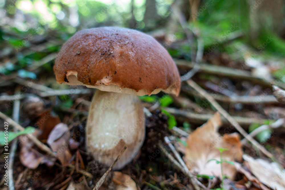 PORCINI . HERRENPILZ . STEINPILZ . BOLETUS EDULIS PORCINI . HERRENPILZ . STEINPILZ . BOLETUS EDULIS