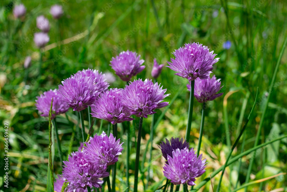 Blooming lilac flowers of chives (Allium) Blooming lilac flowers of chives (Allium)