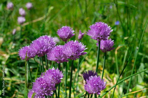 Blooming lilac flowers of chives  Allium 