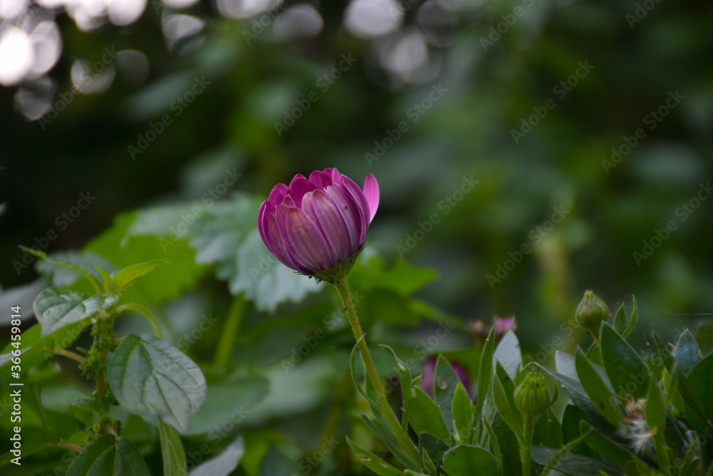 Close side view of one closed purple flower, Daisy flower on the green blurry background Close side view of one closed purple flower, Daisy flower on the green blurry background