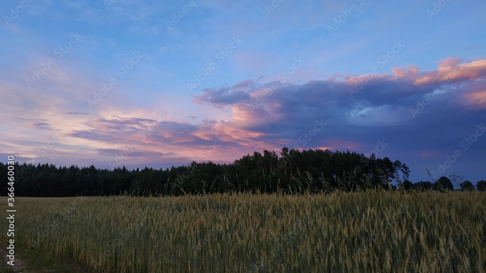 Countryside field and forest with pink sky