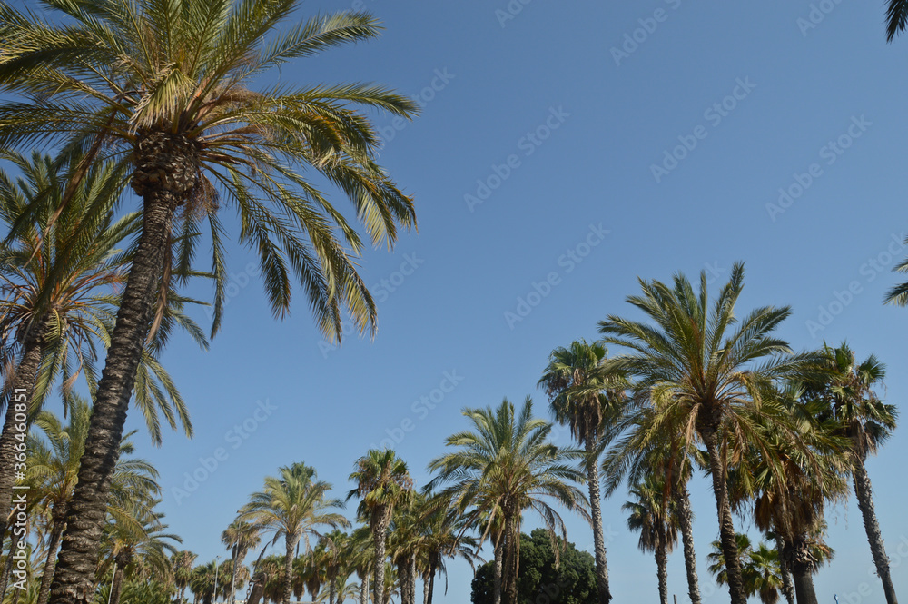 arbre palmier ecorce végétation tropical vacances