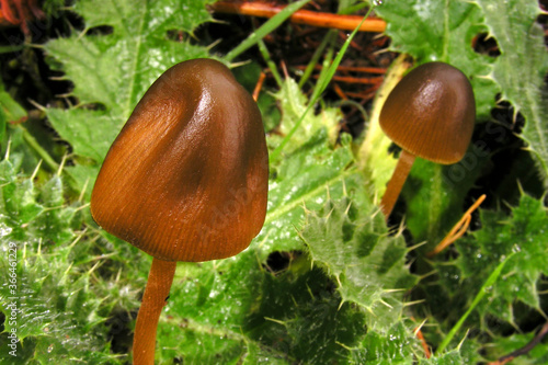 Wild Mushroom, Scot Pine Forest, Guadarrama National Park, Segovia, Castile and Leon, Spain, Europe © Al Carrera