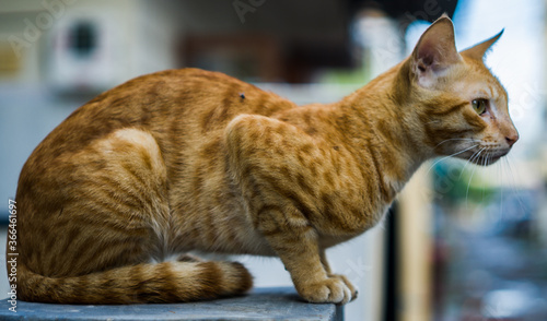 Indian billi breed also known as Indian common cat photo