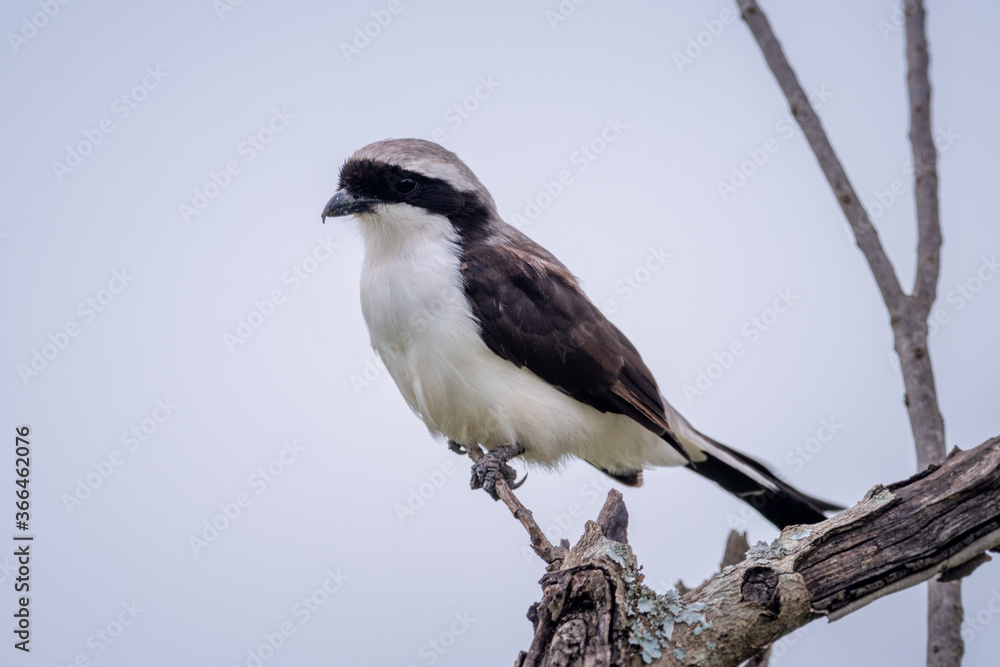 Grey-backed fiscal on dead branch eyeing camera Grey-backed fiscal on dead branch eyeing camera