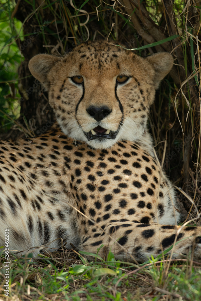 Close-up of cheetah lying staring at camera Close-up of cheetah lying staring at camera