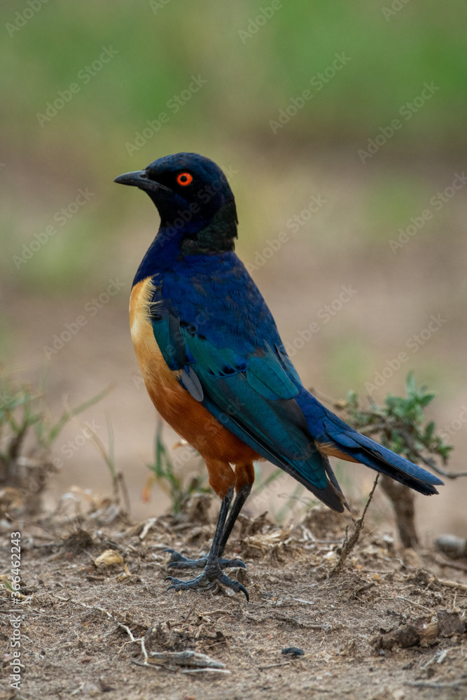 Hildebrandt starling stands in profile facing left Hildebrandt starling stands in profile facing left