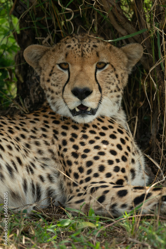 Close-up of cheetah lying staring at camera