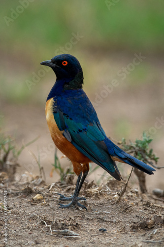 Hildebrandt starling stands in profile facing left © Nick Dale