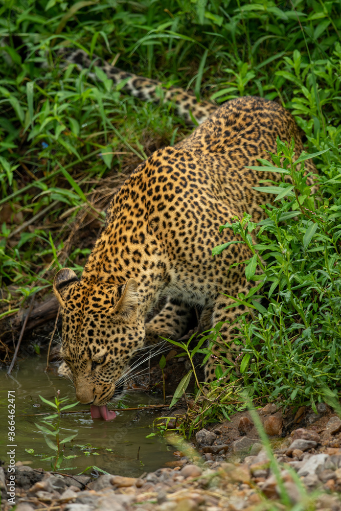 Leopard drinks from stream in dense undergrowth Leopard drinks from stream in dense undergrowth