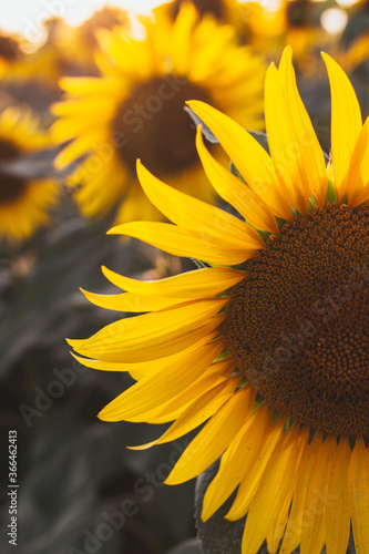 sunflower close up