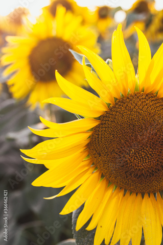 sunflower close up