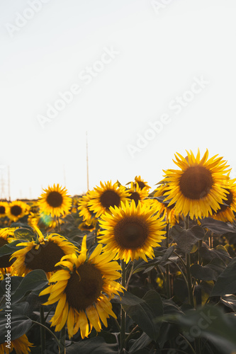 field of sunflowers