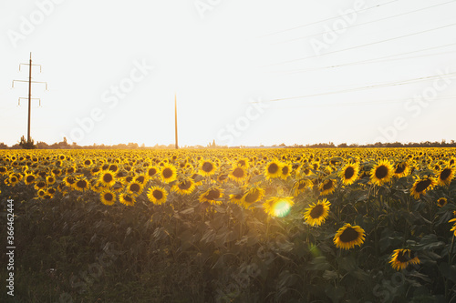 road in the field of sunflowers