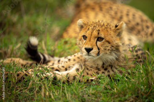 Close-up of cheetah cub lying beside mother