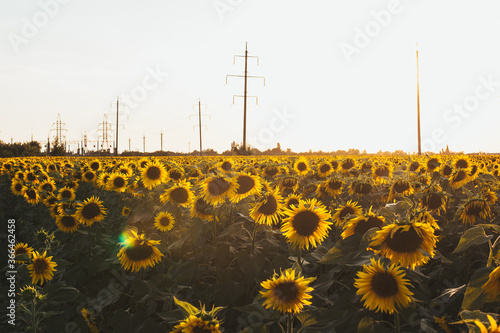 field of sunflowers