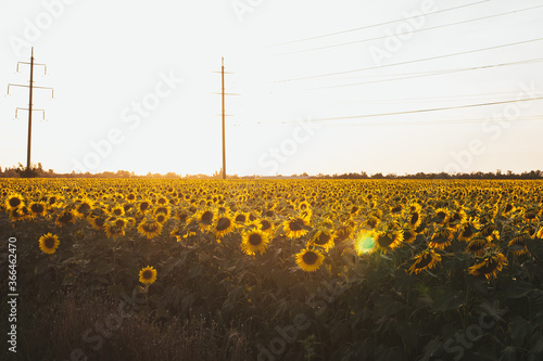 field of sunflowers