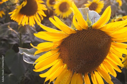 sunflower with bee