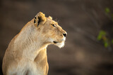 Close-up of lioness staring right with catchlight