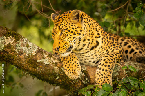 Close-up of leopard lying on mossy branch © Nick Dale