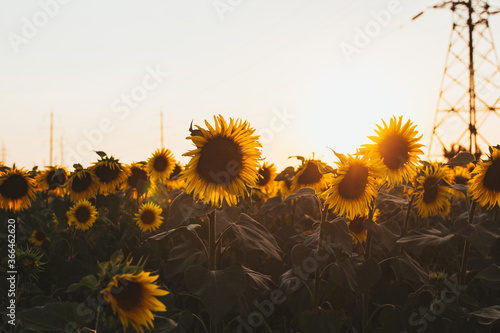 field of sunflowers
