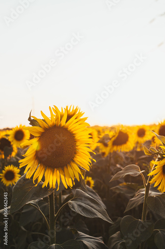 sunflower in the field