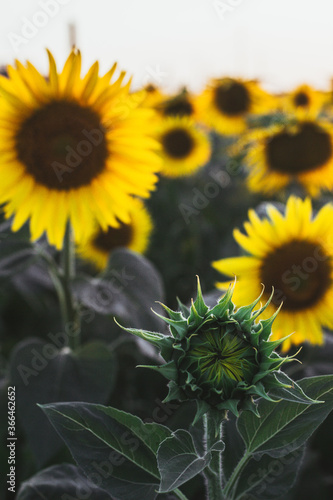 field of sunflowers