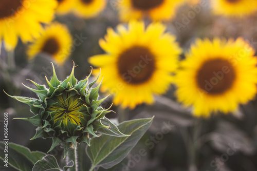 sunflowers in the field