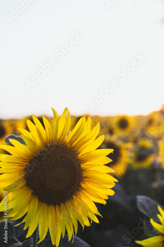 sunflower on a field