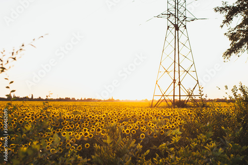 wind turbines in the field