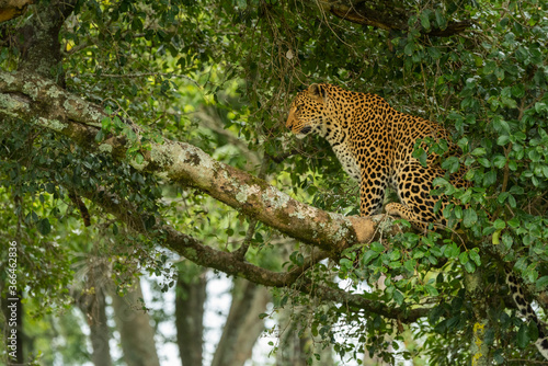 Leopard sits on tree branch looking down