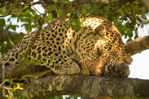 Close-up of leopard lying sleepily on branch