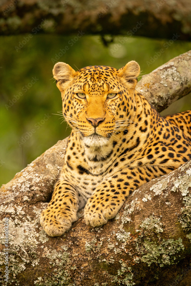Fototapeta premium Close-up of leopard lying on forked branch
