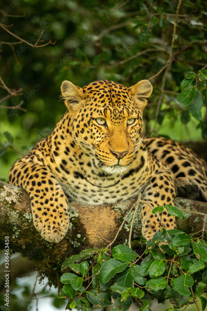 Fototapeta premium Leopard lies on lichen-covered branch looking down
