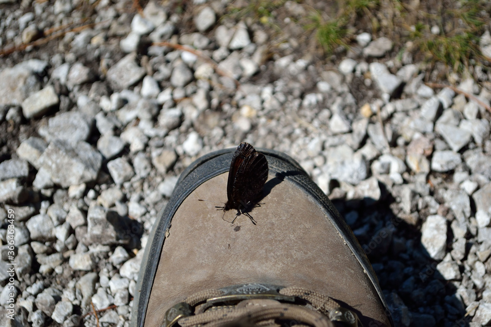 a butterfly on my shoe a butterfly on my shoe