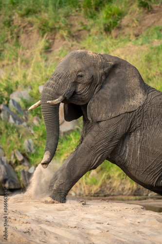 Close-up of African elephant sitting on sand