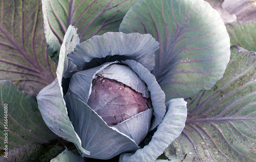 Close up of a harvest ready red cabbage and plant. Water drops and soil on the leaves. 