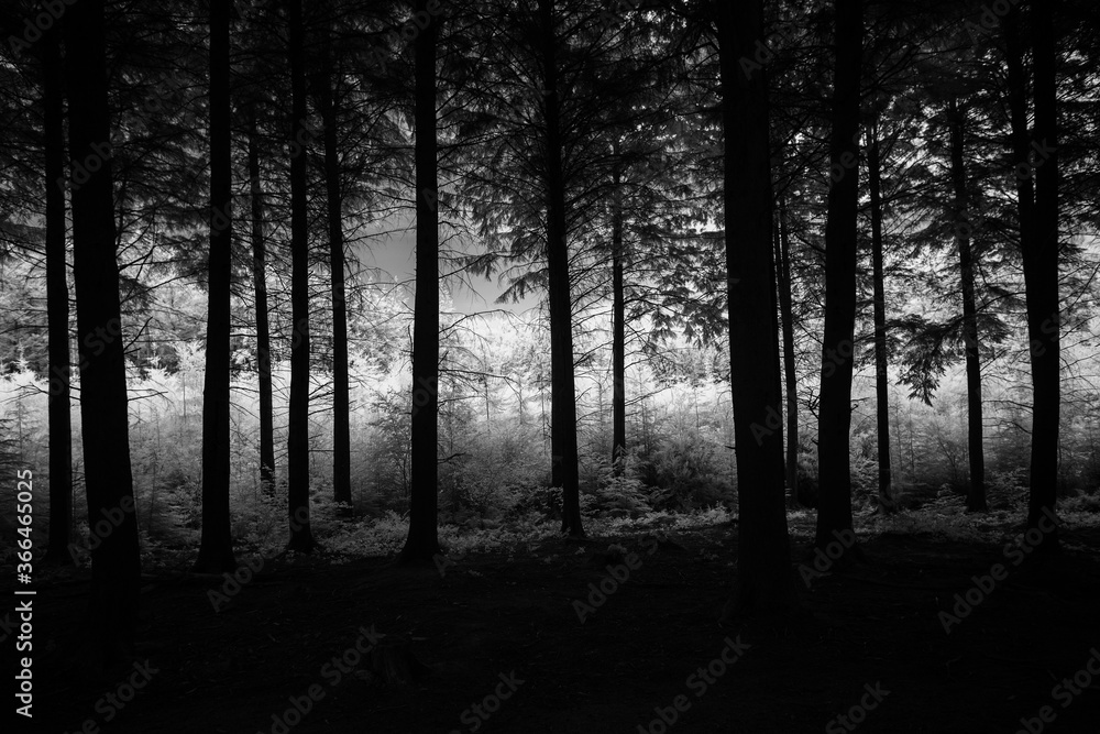 Naklejka premium Infrared woodland in black and white 