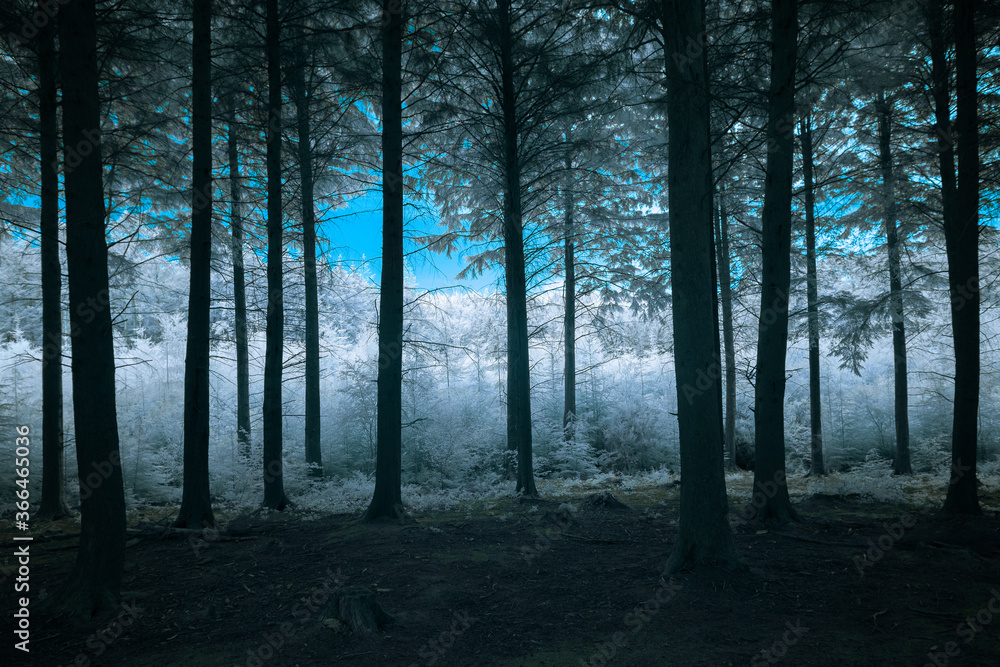 Naklejka premium Infrared coloured woodland cornwall uk 