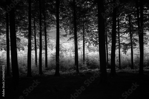 Infrared woodland in black and white 