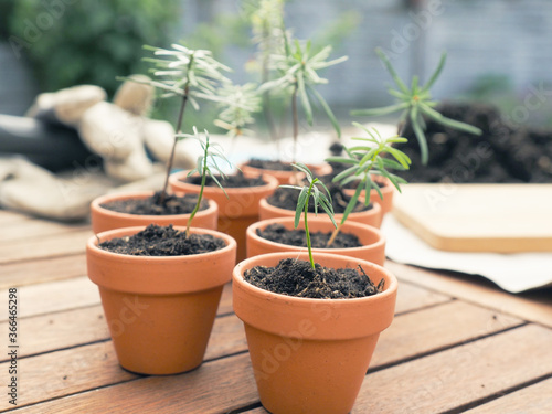 Small seedlings of the Nordmann fir in plant pots on a plant table, gardening or forestry concept,