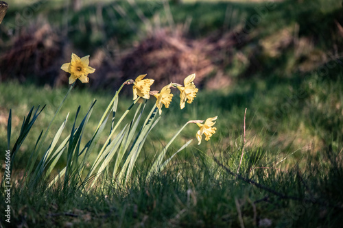 Daffodils