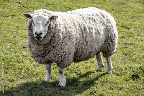 Sheep