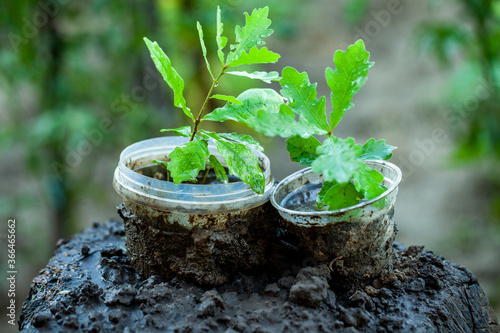 An little oak in a flower pot. Tree planting. Potted Seedlings and Young Plants in Greenhouse. Concept of the environment. photo