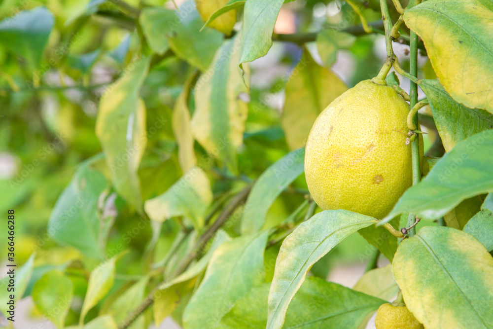 Lemon hanging on a branch of a lemon tree