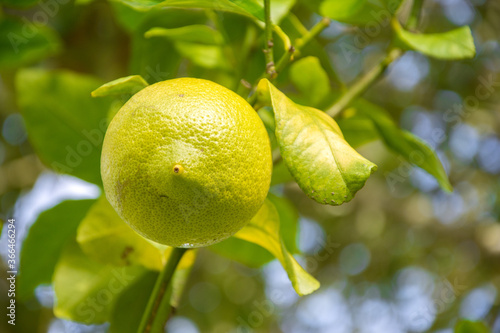 Lemon on a lemon tree with its leaves 
