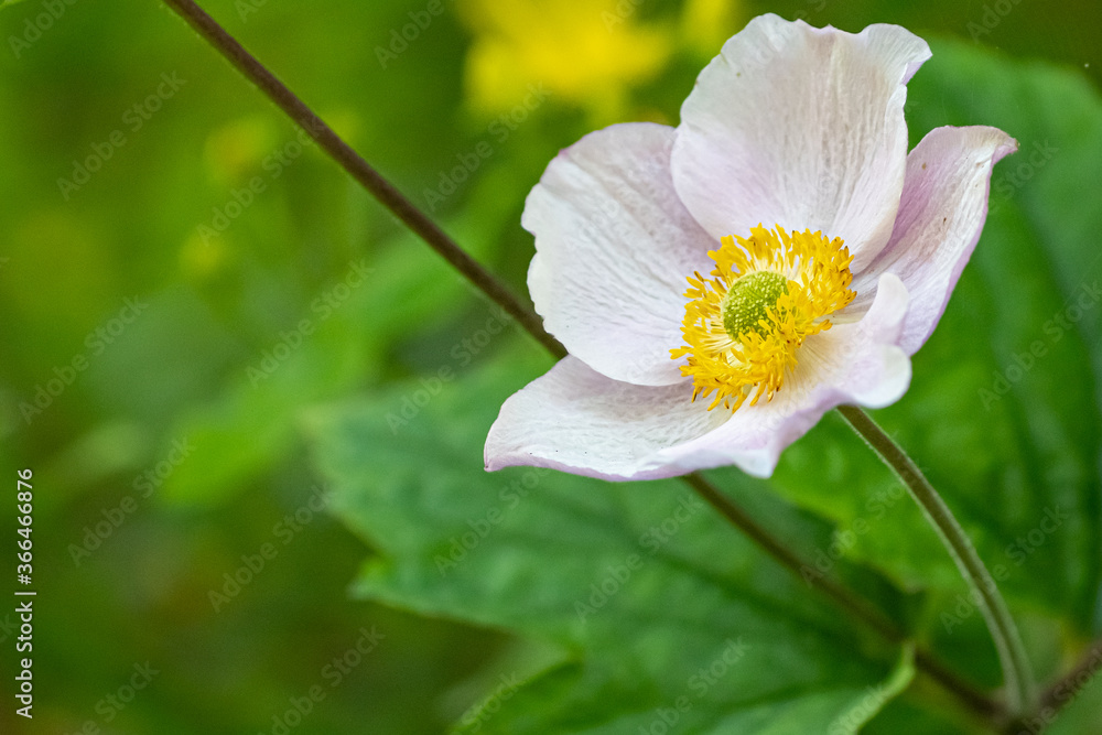 Obraz premium white and yellow flower