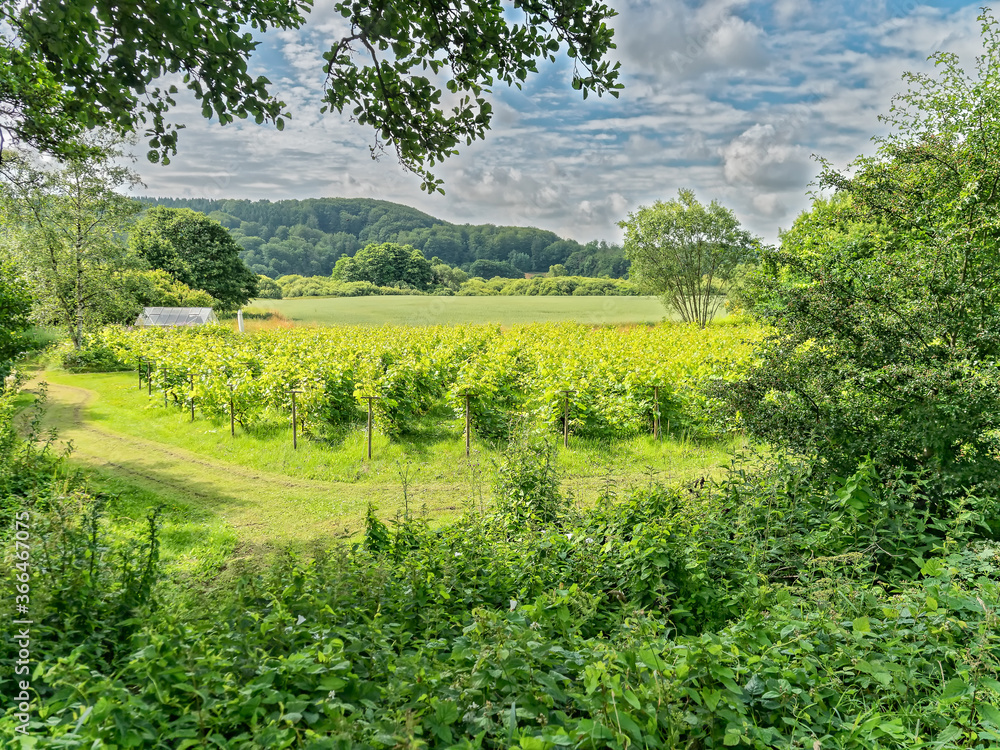 Small Danish vineyard near Vingsted and Vejle, Denmark