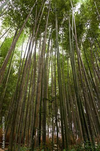 Japan  Kyoto  Arashiyama  view of the bamboo forest